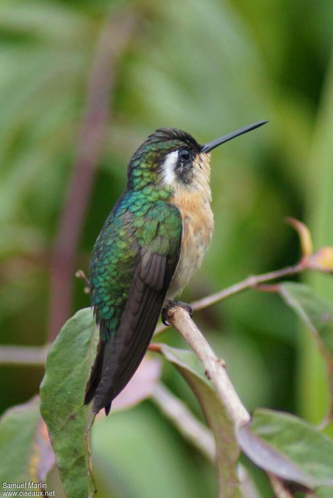 Colibri à queue grise femelle adulte, identification