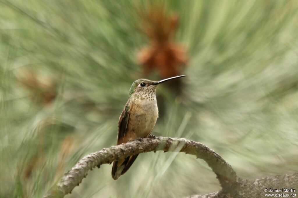 Colibri à queue large femelle adulte