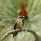 Colibri à queue large