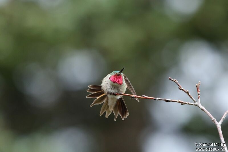 Broad-tailed Hummingbird male adult