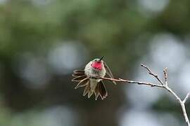 Broad-tailed Hummingbird