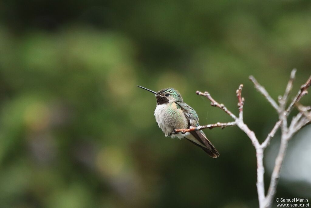 Broad-tailed Hummingbird male adult