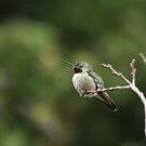 Colibri à queue large