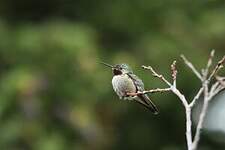 Colibri à queue large