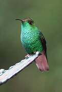 Coppery-headed Emerald