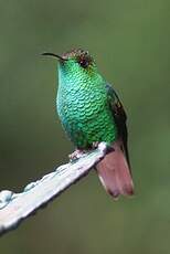 Colibri à tête cuivrée