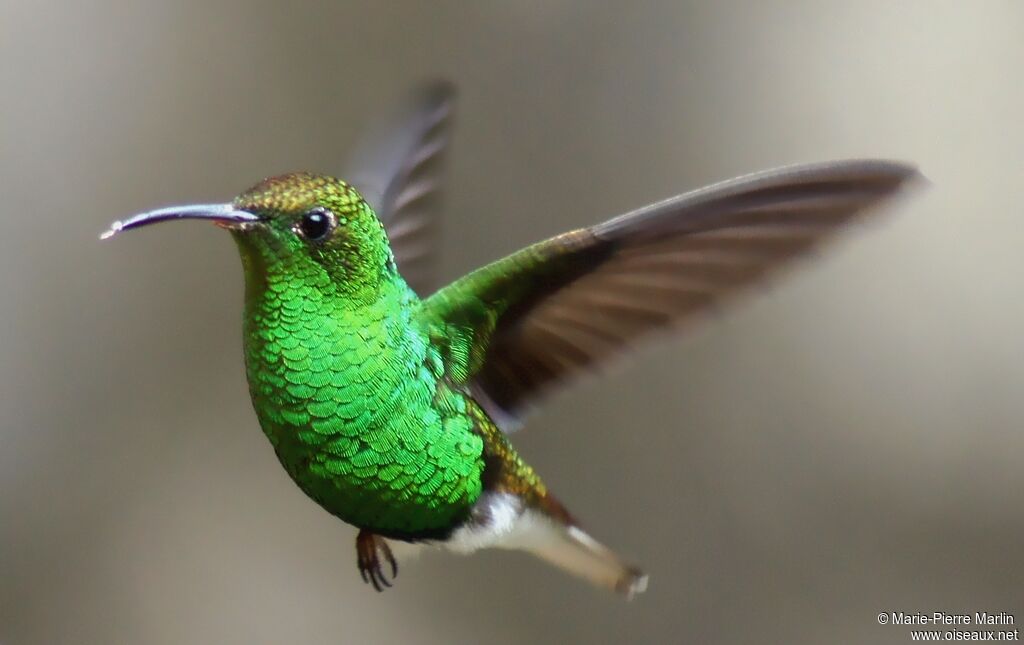 Colibri à tête cuivrée