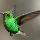 Colibri à tête cuivrée