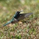 Colibri à ventre blanc