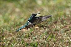 Colibri à ventre blanc