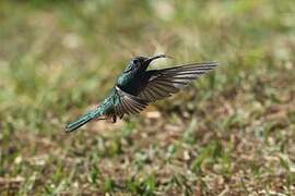 White-vented Violetear