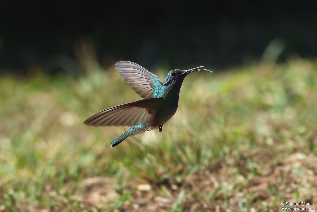 White-vented Violetearadult