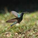 Colibri à ventre blanc