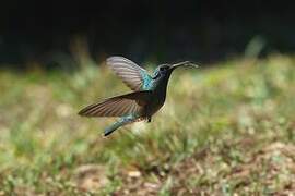 White-vented Violetear