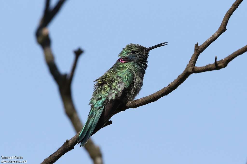 Colibri à ventre blanc femelle adulte, identification