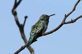 White-vented Violetear