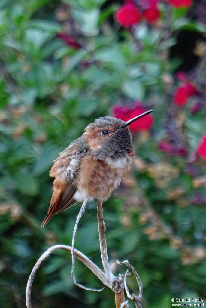 Colibri d'Allensubadulte