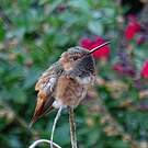 Colibri d'Allen