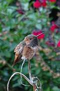 Allen's Hummingbird