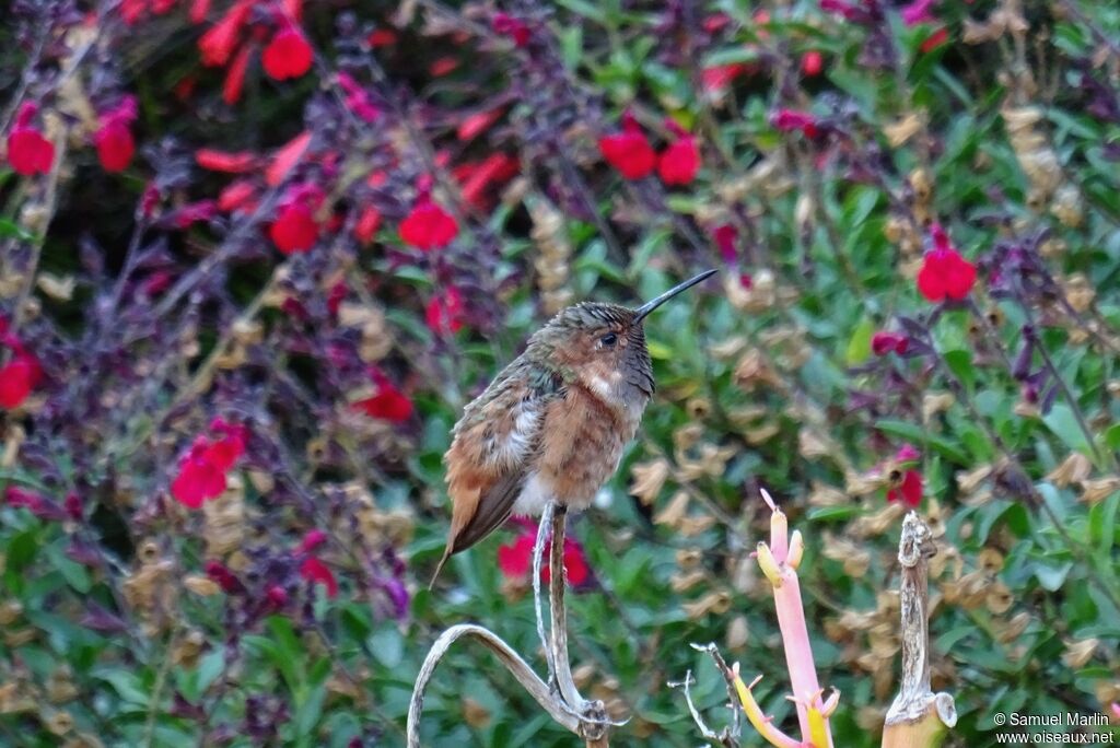 Allen's Hummingbird