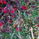 Colibri d'Allen