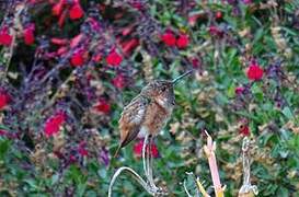 Allen's Hummingbird