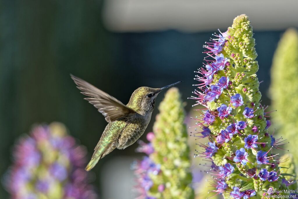 Anna's Hummingbird female adult, Flight