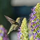 Colibri d'Anna