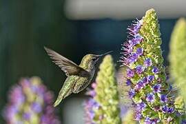 Anna's Hummingbird