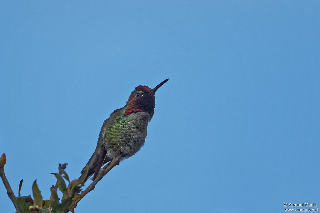 Colibri d'Anna mâle adulte