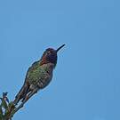 Colibri d'Anna