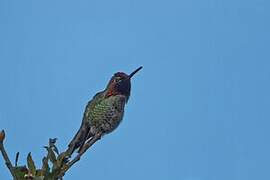 Anna's Hummingbird