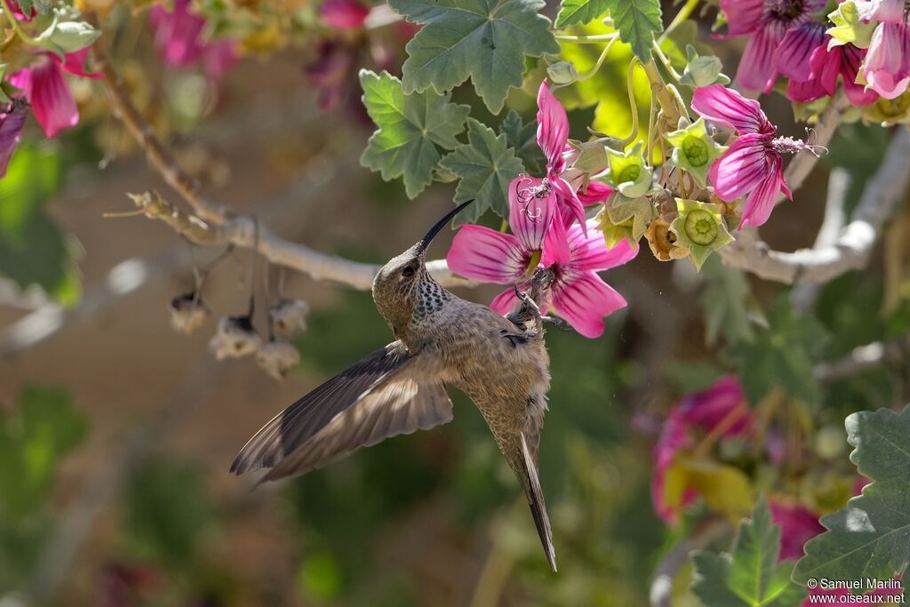 Colibri d'Estelle femelle, adulte