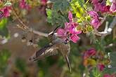 Colibri d'Estelle
