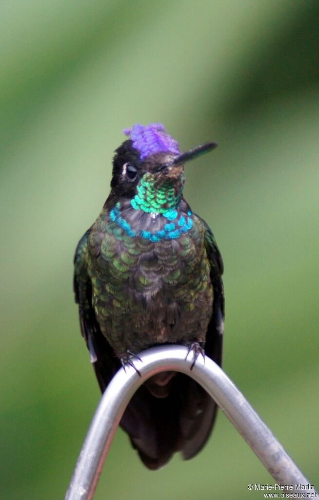 Colibri de Rivoli mâle adulte