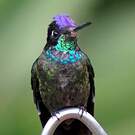 Colibri de Rivoli