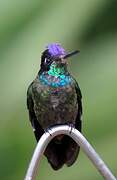 Rivoli's Hummingbird