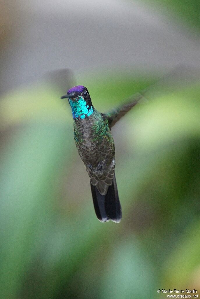 Colibri de Rivoli