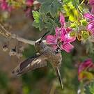 Colibri estelle