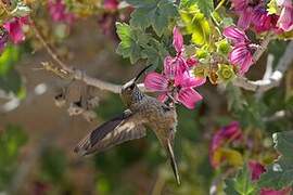 Colibri estelle