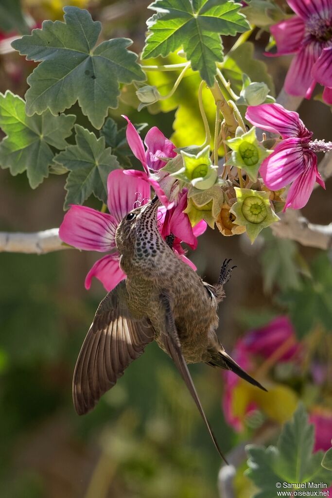 Andean Hillstar female adult, eats