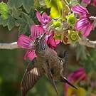 Colibri estelle