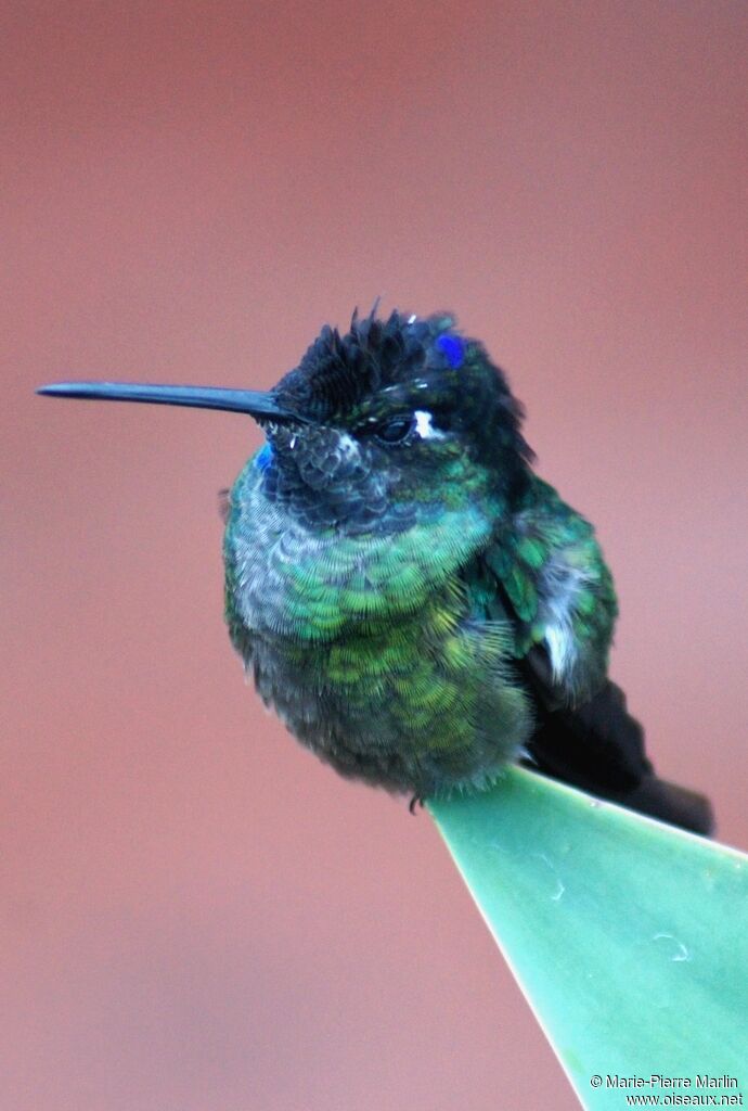 Fiery-throated Hummingbirdadult