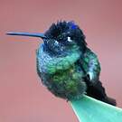 Colibri insigne