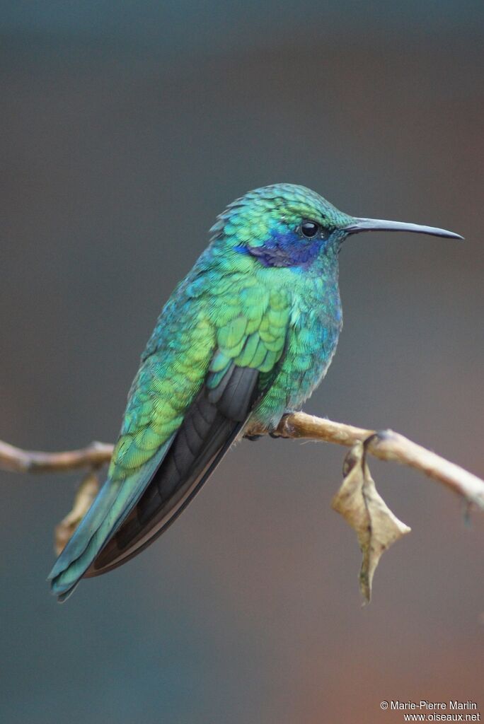 Colibri thalassinadulte