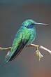 Colibri thalassin