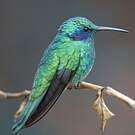 Colibri thalassin