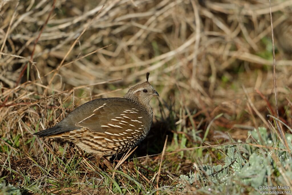 California Quail female adult