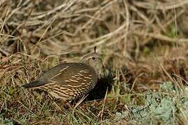 California Quail