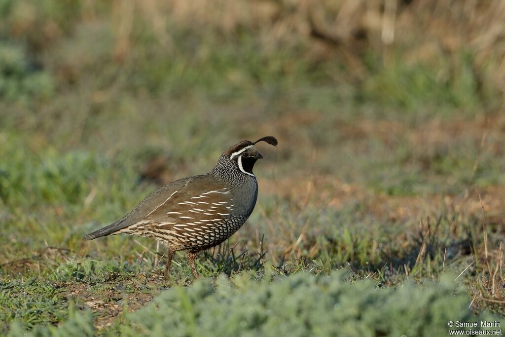 California Quail male adult